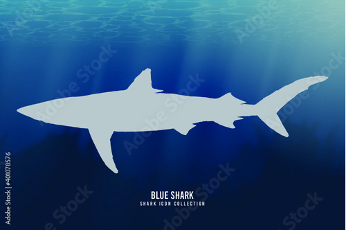 Blue Shark