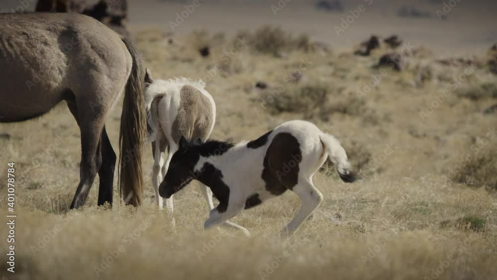 Slow motion of young horse sitting in field / Dugway, Utah, United States Slow motion of young horse sitting in field / Dugway, Utah, United States