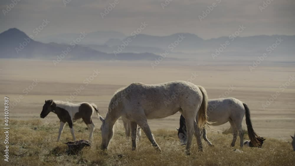 Tracking shot of colt walking and grazing in field near mountain range / Dugway, Utah, United States Tracking shot of colt walking and grazing in field near mountain range / Dugway, Utah, United States