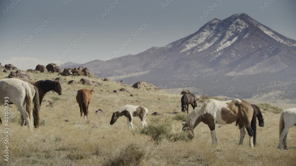 Slow motion panning shot of horses grazing in pasture / Dugway, Utah, United States Slow motion panning shot of horses grazing in pasture / Dugway, Utah, United States
