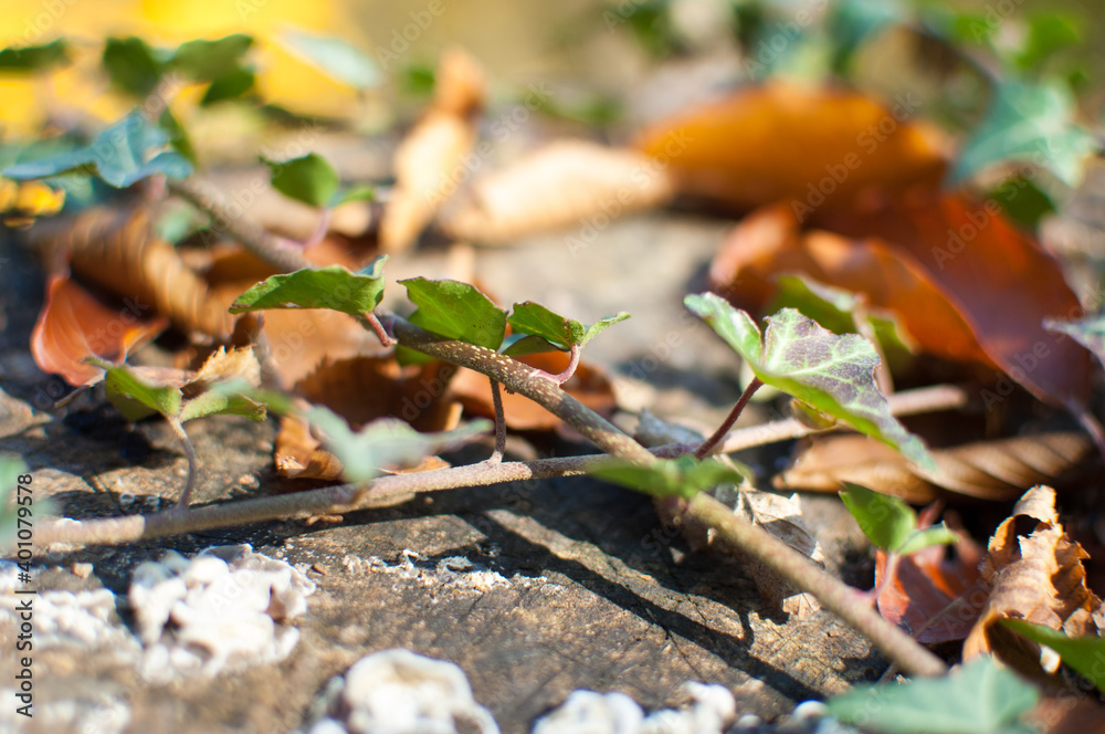 Green ivy leaf on the ground Green ivy leaf on the ground