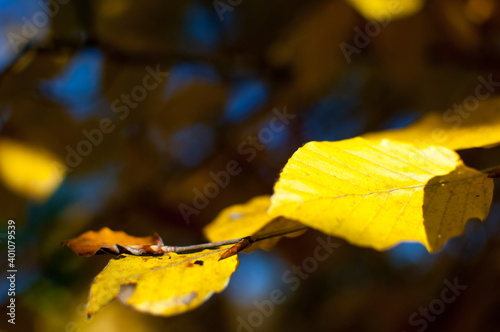 Intense, warm sunrays illuminate the dry, gold beech leaves (fagus sylvatica)