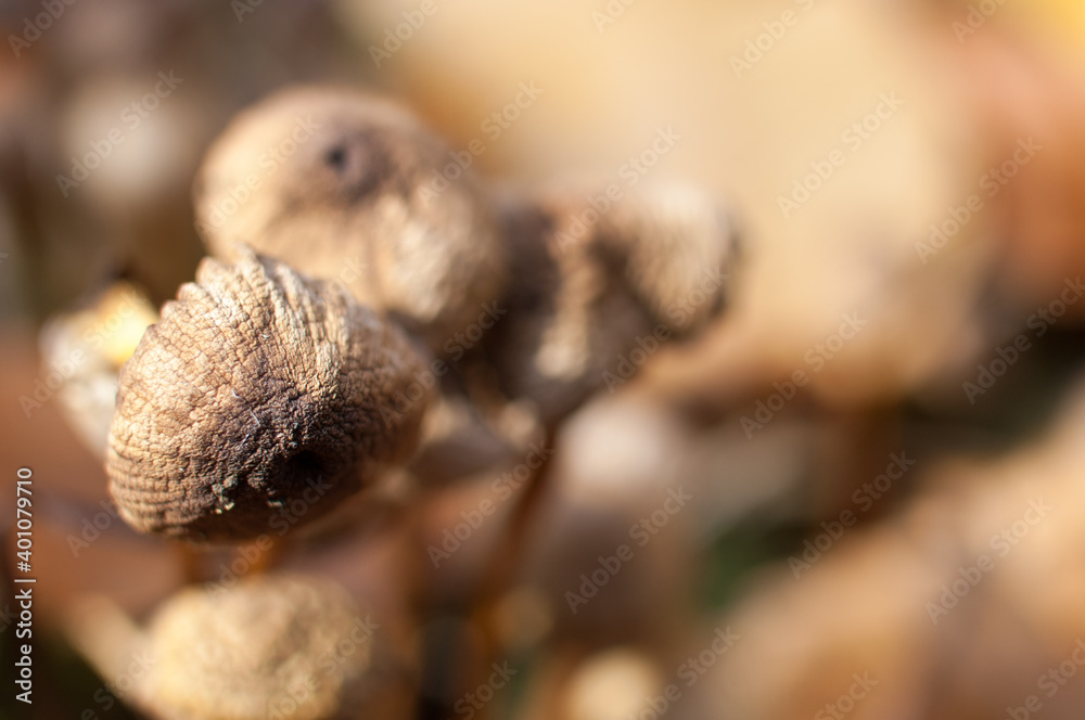Group of small mushrooms in autumn forest