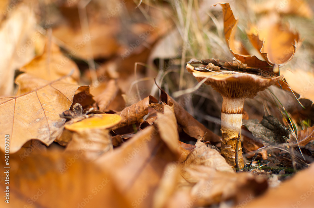 Mushroom in forest scene Mushroom in forest scene