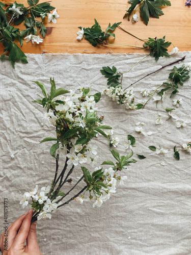 Hand holding cherry and apple branches, petals and leaves on rustic linen cloth. Hello spring