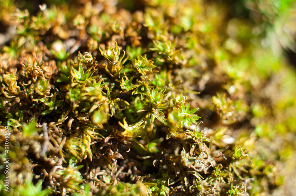 Green moss macro close up detail Green moss macro close up detail