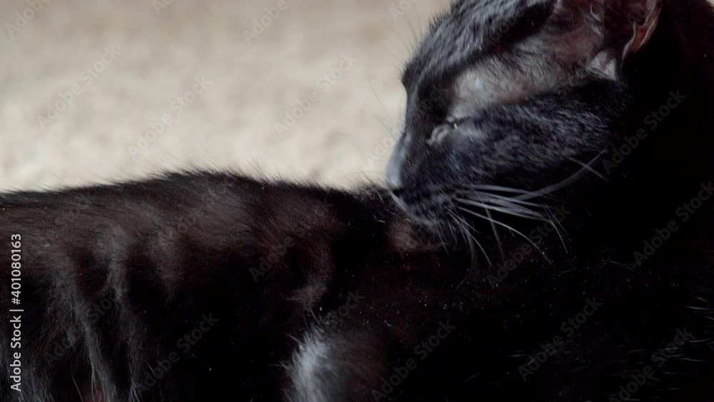 Black stray cat lays down in living room carpet and licks and cleans its dark hair of bugs, dirt, and dandruff. Black stray cat lays down in living room carpet and licks and cleans its dark hair of bugs, dirt, and dandruff.