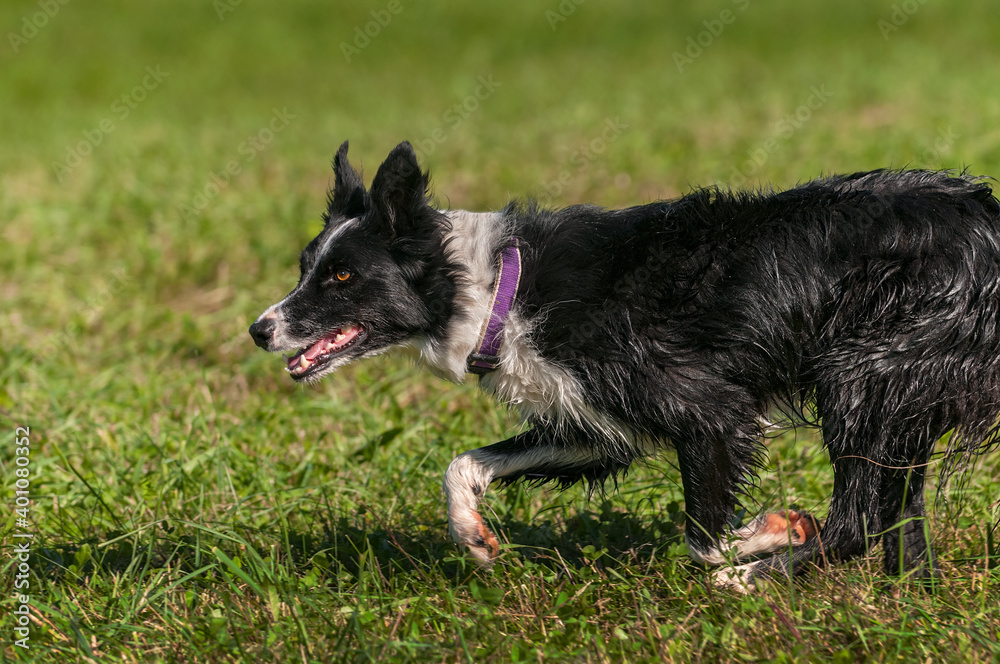 Herding Dog Runs Left Across Grass Herding Dog Runs Left Across Grass