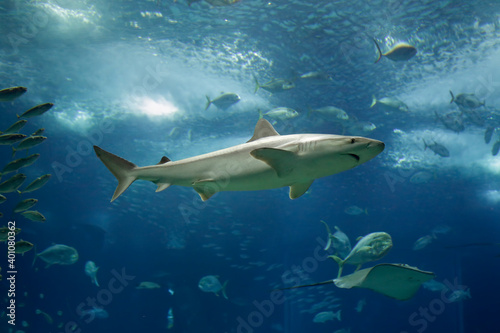 Salt water aquarium shark