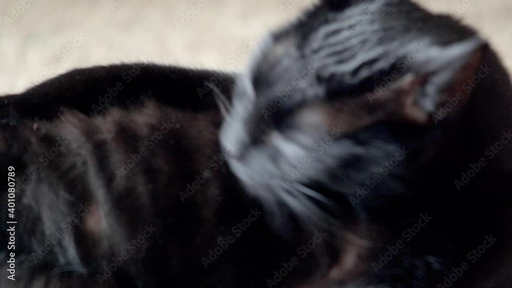 Black stray cat lays down in living room carpet and licks and cleans its dark hair of bugs, dirt, and dandruff. Black stray cat lays down in living room carpet and licks and cleans its dark hair of bugs, dirt, and dandruff.