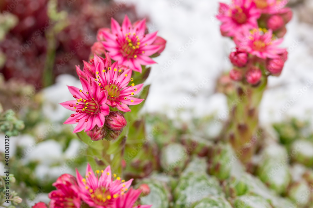 pink sempervivum on a bright background pink sempervivum on a bright background