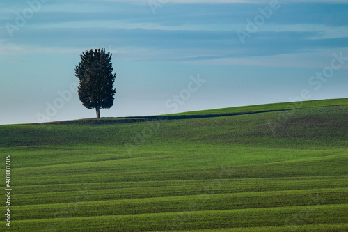 Grande quercia tra le verdi colline toscane in una giornata soleggiata