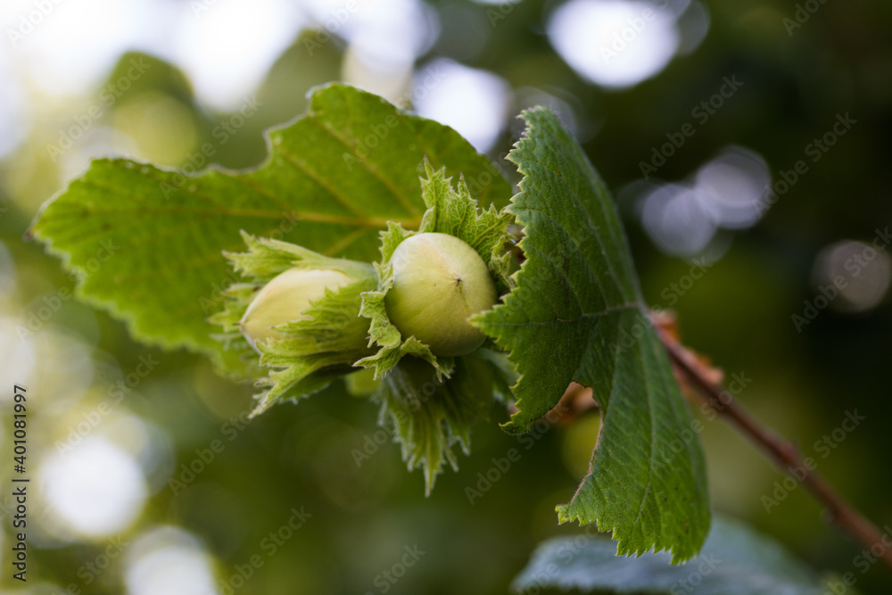 green, immature hazelnut with nice bokeh green, immature hazelnut with nice bokeh