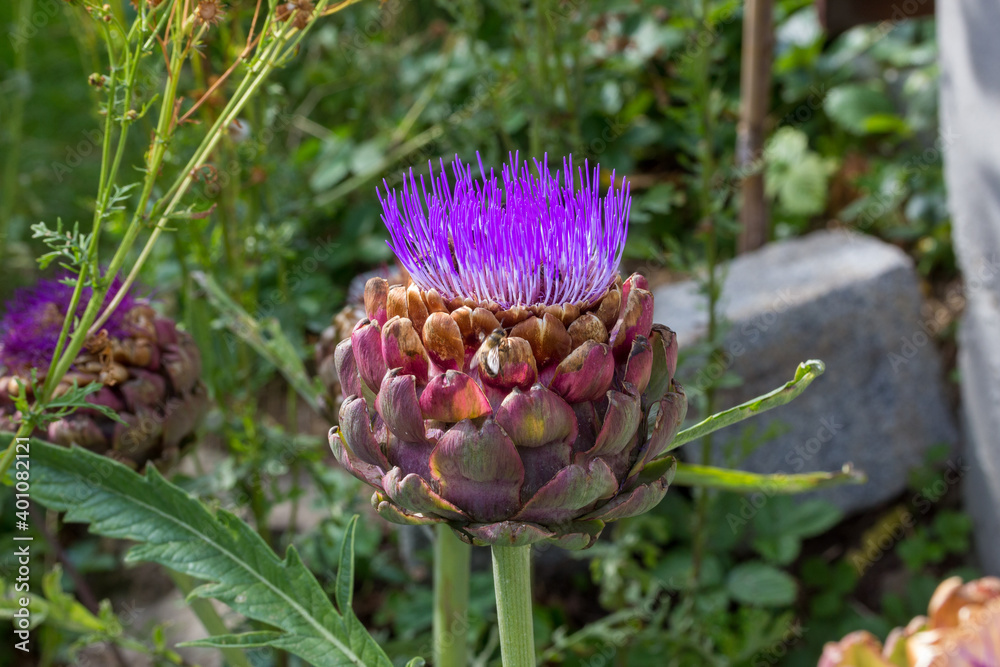 violet blossom with a bee of an artichoke violet blossom with a bee of an artichoke