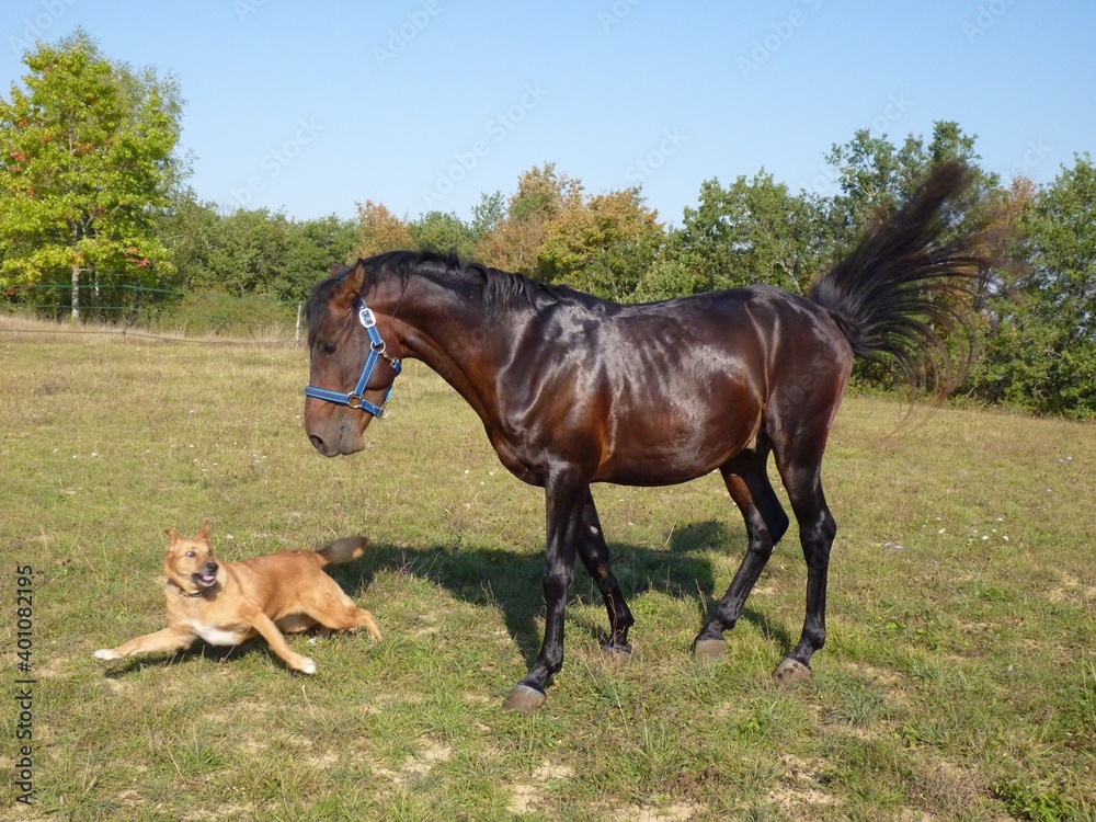 Fototapeta premium horse and dog