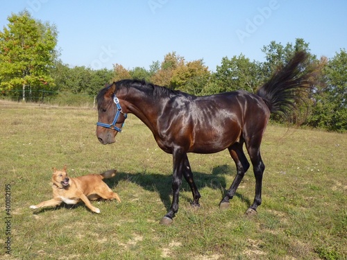 horse and dog