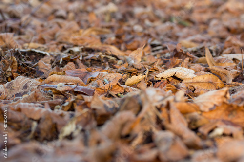 withered leaves on the ground