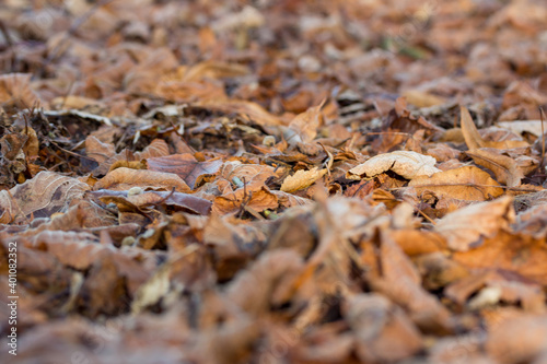 withered leaves on the ground