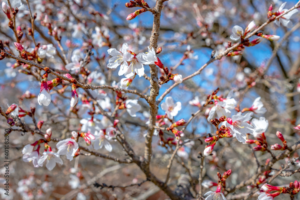 Signs of spring in the Boston area. Signs of spring in the Boston area.