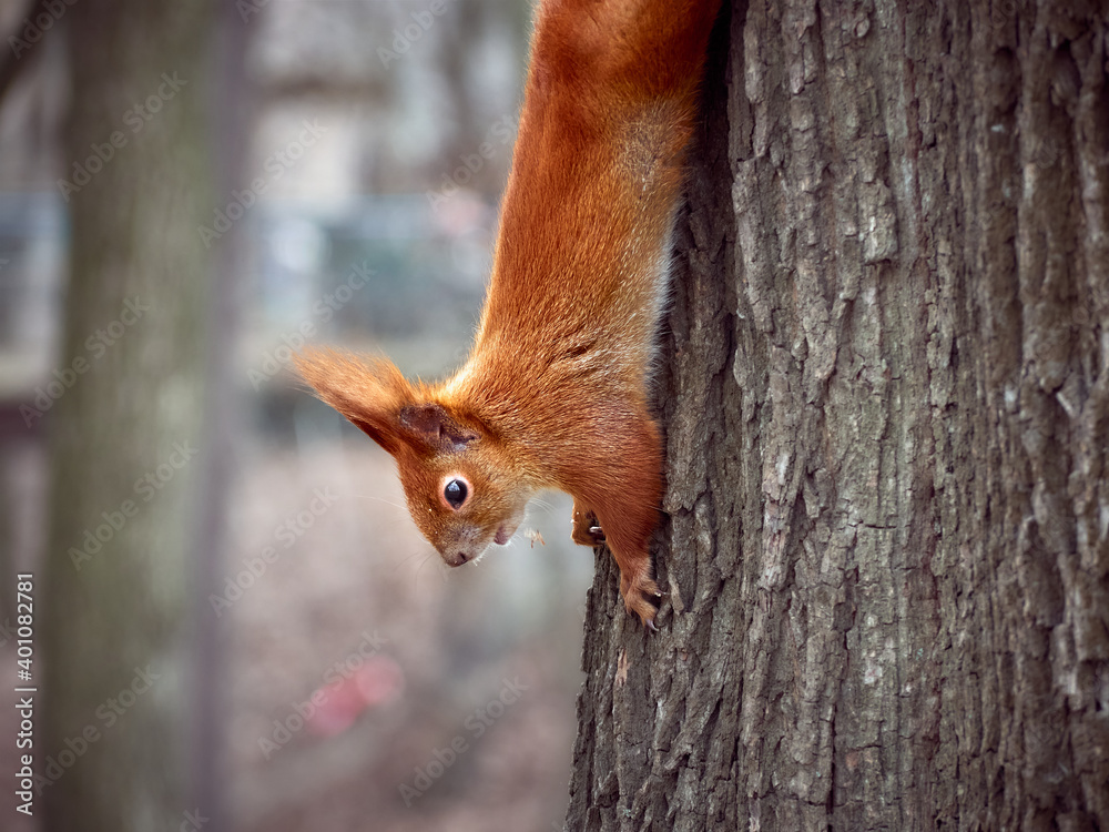 Cute squirrel in the park. Cute squirrel in the park.