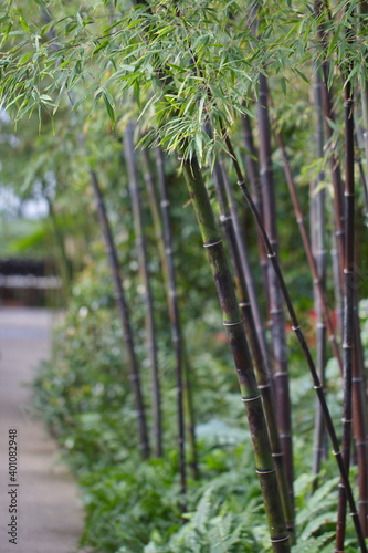 Black bamboo growing in an indoor garden