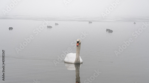 Łabędzie pływające w jeziorze w mglisty zimowy poranek #401083367