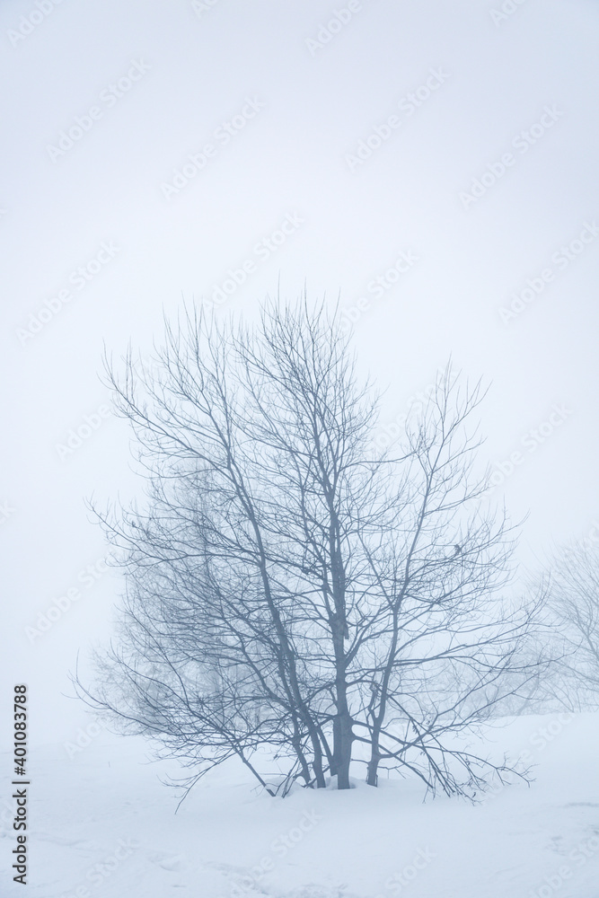 Winter landscape with bare tree in the fog and a lot of snow Winter landscape with bare tree in the fog and a lot of snow