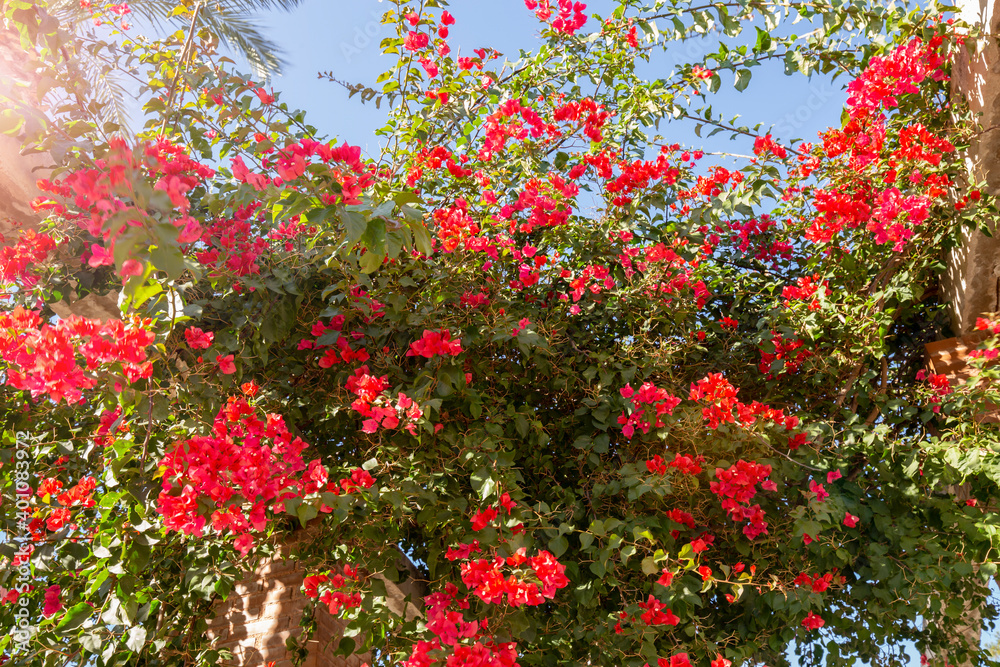 Magenta blooming bougainvillea flowers. bougainvillea flowers as a background. floral background.