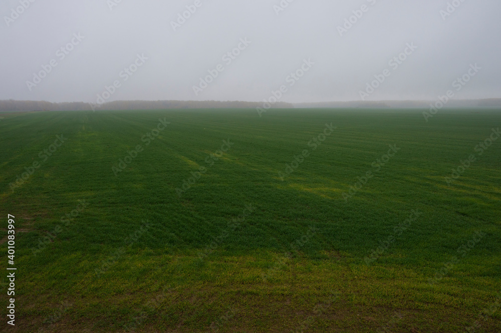Fototapeta premium Green field in fog