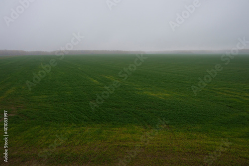 Green field in fog