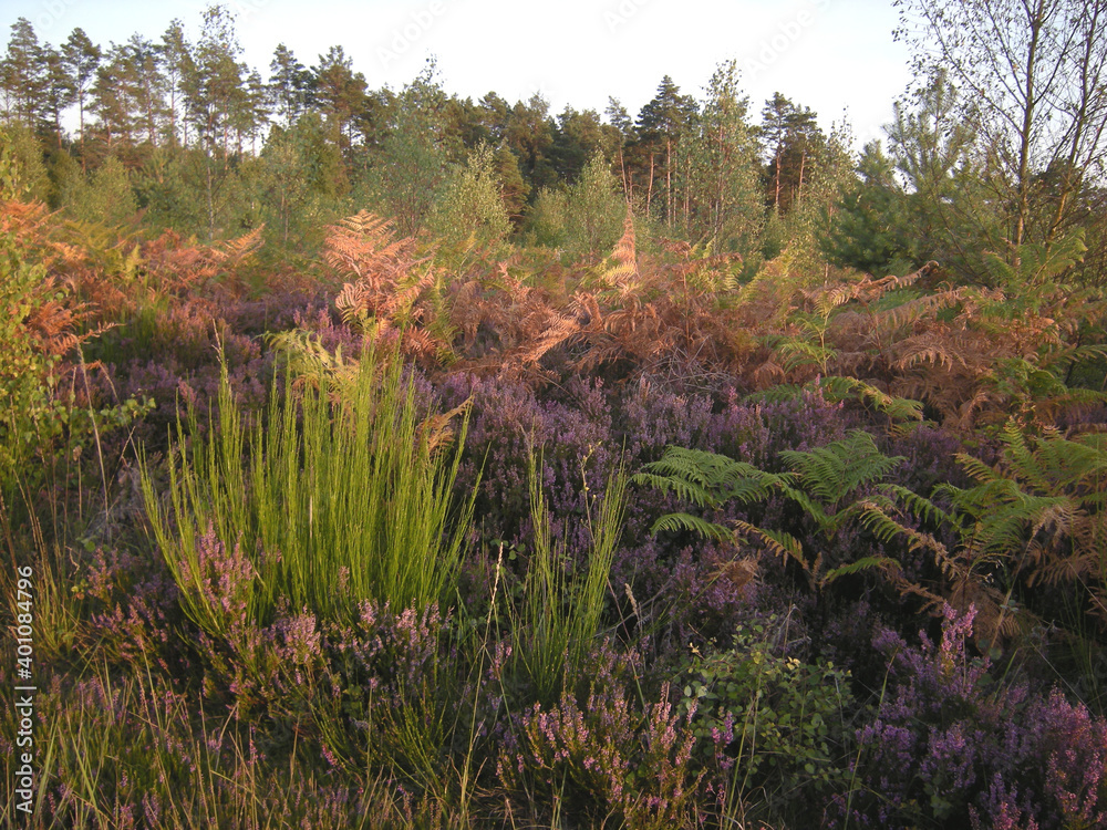 Fototapeta premium lande en massif de Rambouillet