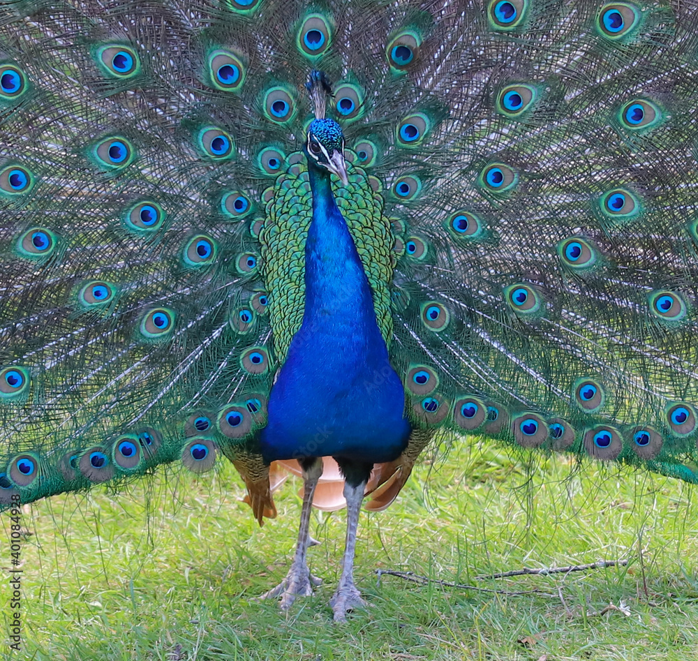 Obraz premium peacock with feathers out