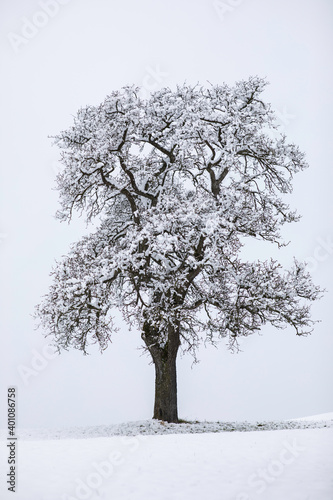 lonely tree in a winter scene covered with snow