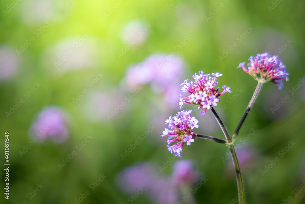 The background image of the colorful flowers The background image of the colorful flowers