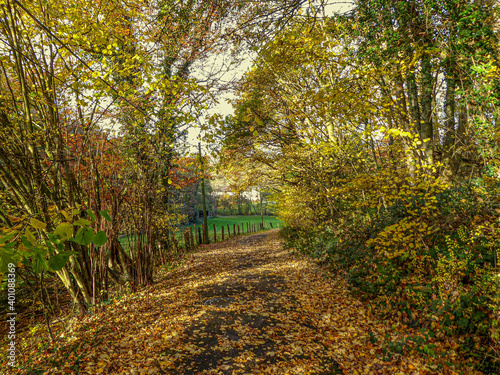 Herbstlandschaft mit frisch gefallenen Bl  ttern