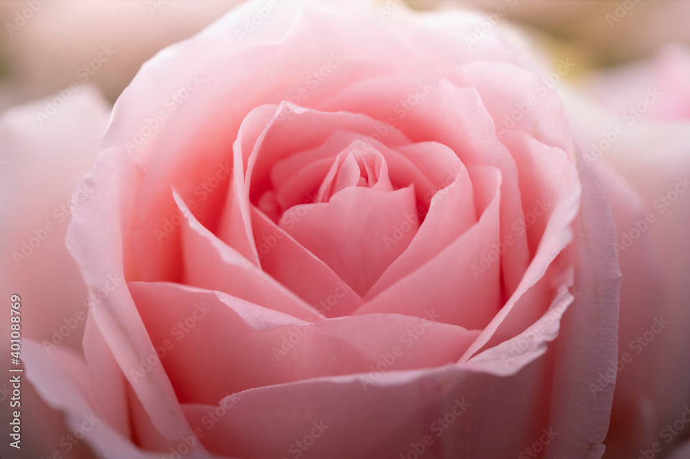 Pink Rose with leaf isolated on white background, Pink Rose isolated on white With clipping path. Pink Rose with leaf isolated on white background, Pink Rose isolated on white With clipping path.