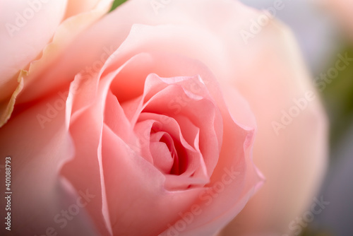 Pink Rose with leaf isolated on white background  Pink Rose isolated on white With clipping path.