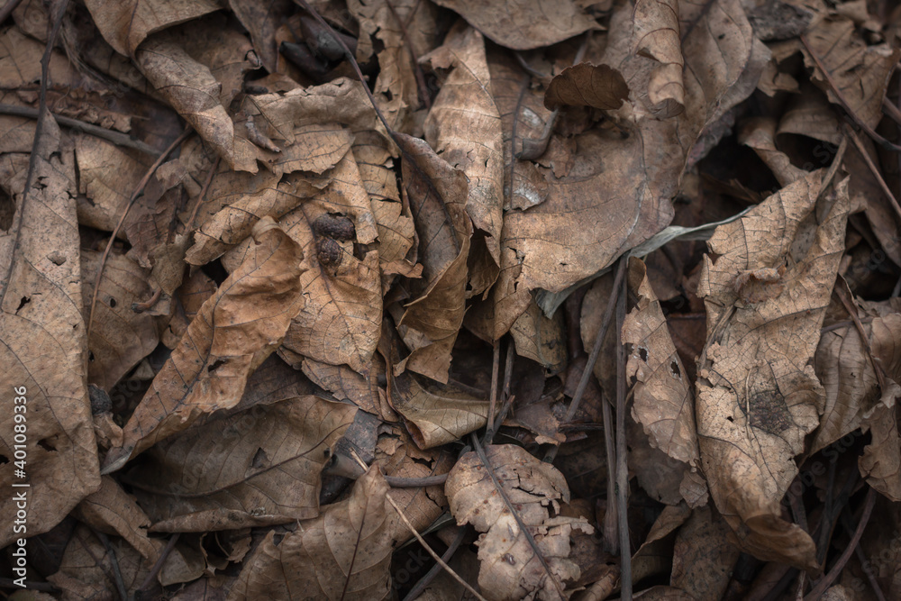 Dead foliage. A rustling carpet of fallen leaves. Autumn Park. Withering nature. Season. Seasonal phenomenon. Dry leaves texture. Nature background. Dead foliage. A rustling carpet of fallen leaves. Autumn Park. Withering nature. Season. Seasonal phenomenon. Dry leaves texture. Nature background.