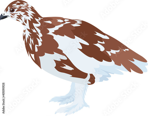 vector arctic partridge willow ptarmigan 
