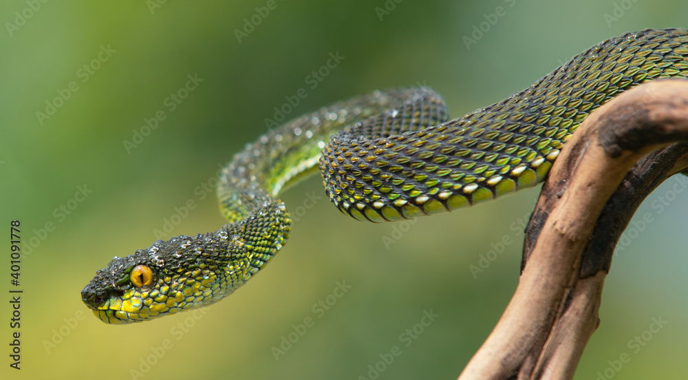 Obraz premium Green viper snake