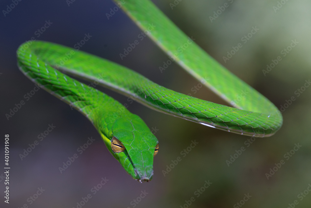 green tree snake