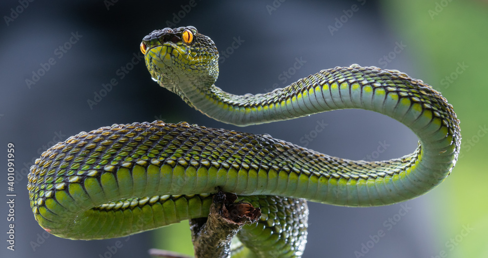 Obraz premium Green viper snake
