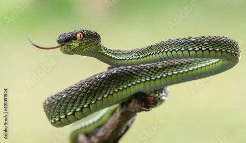 Green viper snake