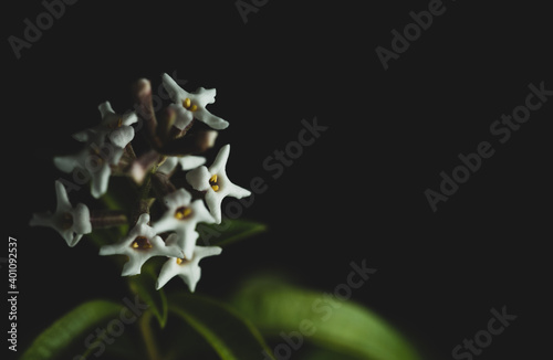 macro close up portrait of Aloysia citrodora or lemon verbena flower photo