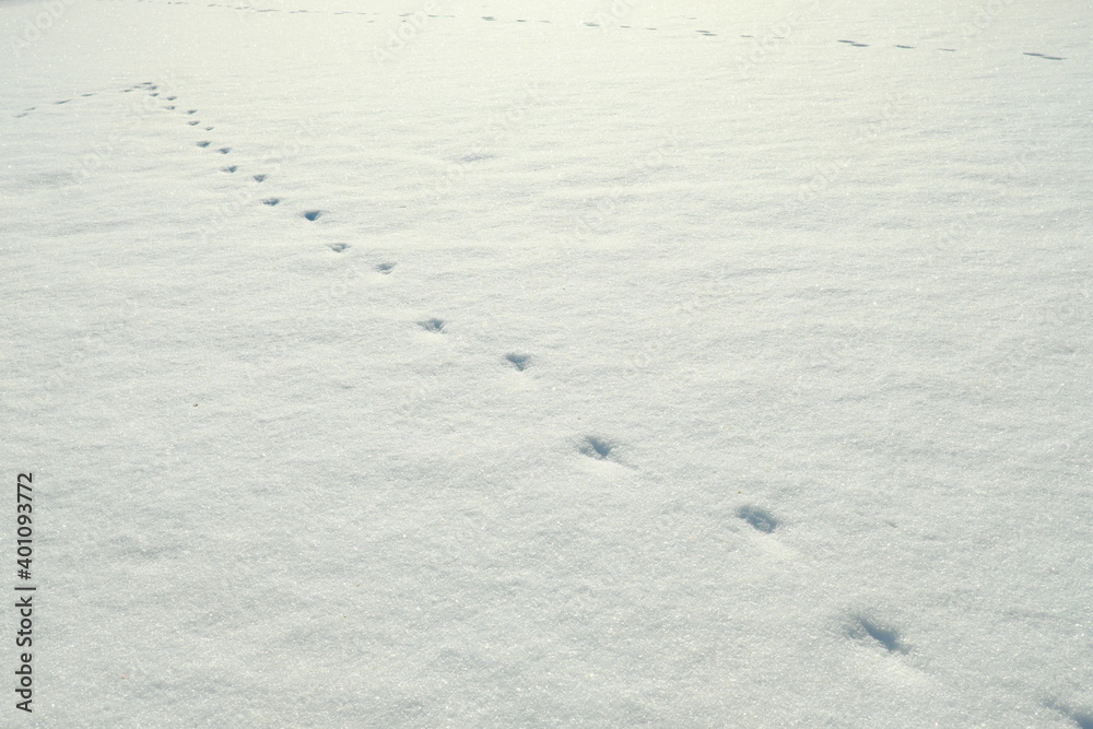 雪に残る足跡