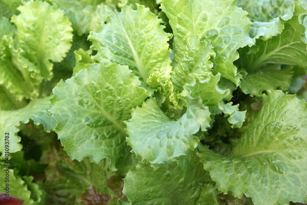 Green salad Green salad