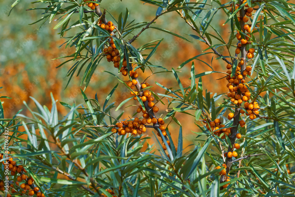 sea buckthorn branches with leaves and fruits close up sea buckthorn branches with leaves and fruits close up