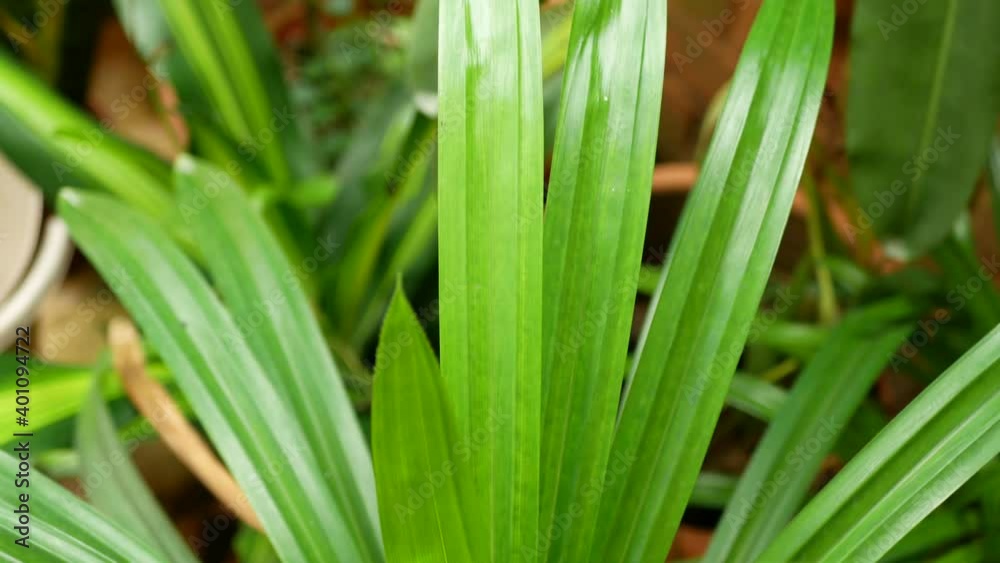 Panning view of the pandan leaves (Pandanus amaryllifolius) in the garden. Panning view of the pandan leaves (Pandanus amaryllifolius) in the garden.
