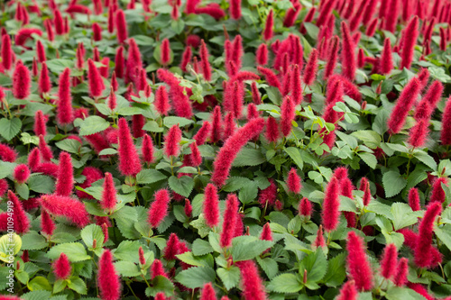 Garden with fluffy red acalypha flowers