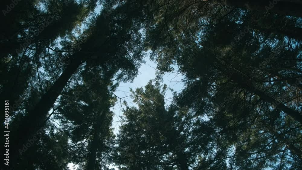 Bottom up shot of high fir trees in forest against blue sky in background. Hiking on mountain during Holiday trip. Bottom up shot of high fir trees in forest against blue sky in background. Hiking on mountain during Holiday trip.